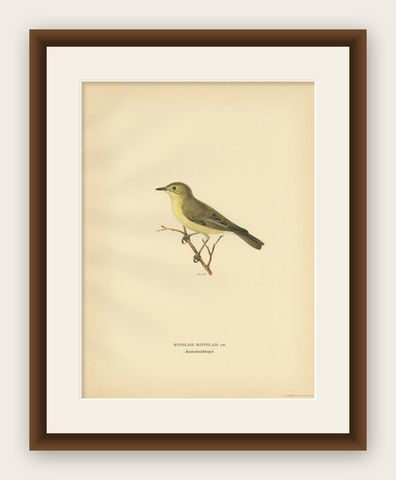 Antique Bird Print of The Tree Warbler by Von Wright, 1927, shown framed