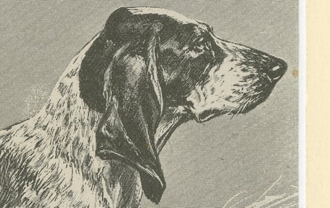 Blue Basset of Gascogne, Antique Dog Illustration, 1915, close-up 3