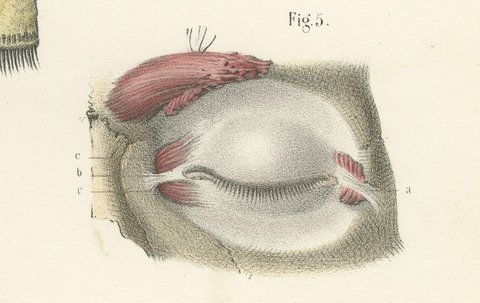 The Eyelids and Lacrimal Gland, Antique Hirschfeld Anatomy Print, 1866, view 6