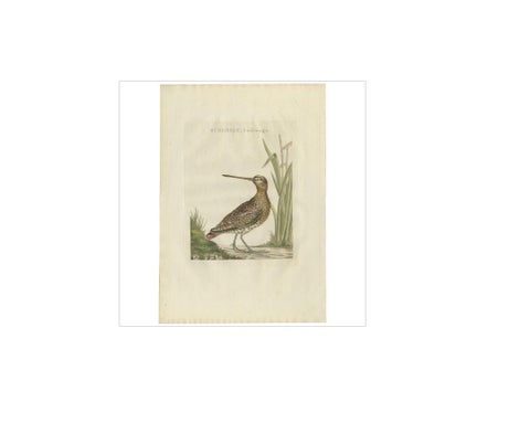 Antique Bird Print of a Common Snipe by Sepp & Nozeman, 1797, view 2