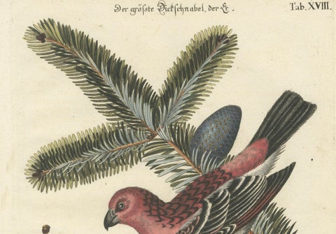 Hand-Colored Engraving of the Great Red Finch by Johann Michael Seligmann, 1770, close-up 2
