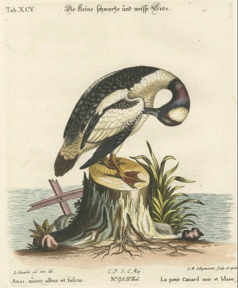 Hand-Colored Engraving of the Small Black and White Duck by Seligmann, ca.1770, close-up 4