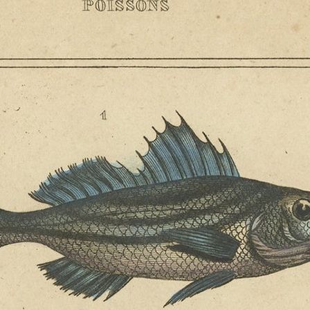 Antique Print of the Crowned Squirrelfish and Other Fish Species, 1844, close-up 1