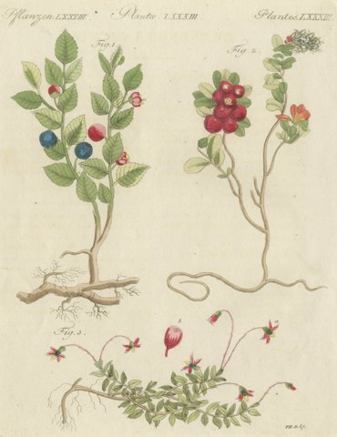 Bilberry, Lingonberry and Cranberry, Antique Bertuch Print, circa 1805