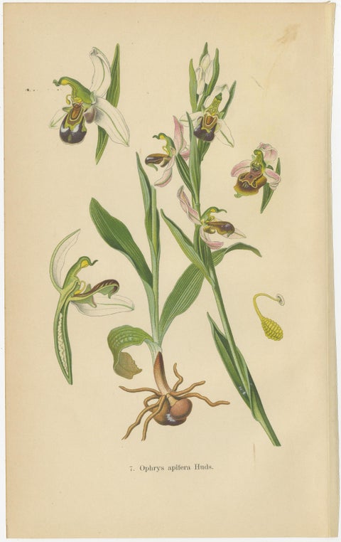 Orchid Variations: A Study of Ophrys Species in 1904 Illustrations, view 5