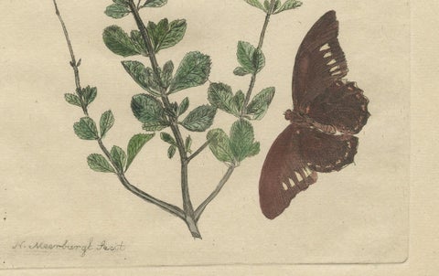Rare Botanical Beauties with Butterflies, 1775 Plates from Meerburgh’s Garden, close-up 1