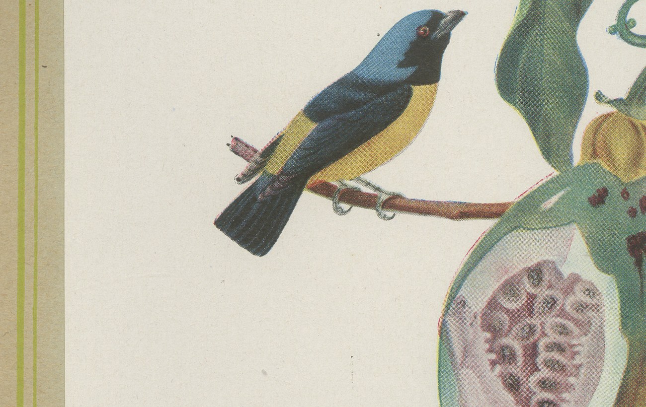 Tanagers and Euphonias on a Papaya, Brazilian Bird Print, Descourtilz, 1944, view 5