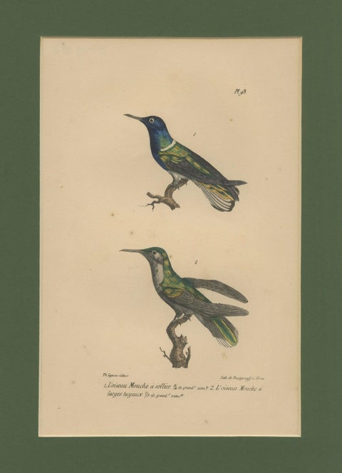 Antique Hand-Coloured Hummingbird Engraving with Gold Highlights, c.1835, close-up 1