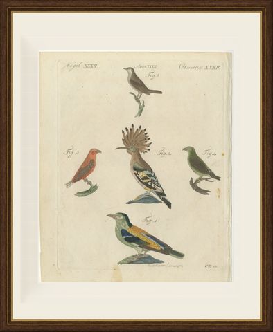 Hoopoe, Roller and Crossbills, Antique Bertuch Print, Vienna, circa 1805, shown framed