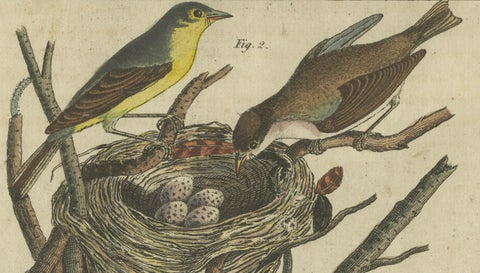 Common Nightingale and Chiffchaff with Nest and Eggs, 1805 Engraving by Bertuch, close-up 1