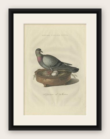 Rock Dove or Common Pigeon, Hand-Coloured Engraving with Dutch Text, 1770–1829, shown framed