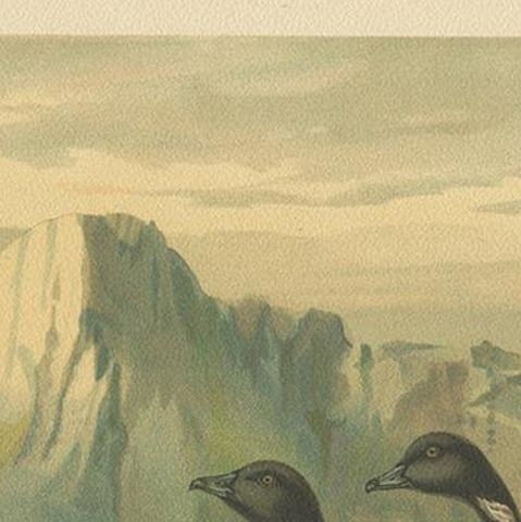 Antique Bird Print of the Brant by Naumann, circa 1895, close-up 1