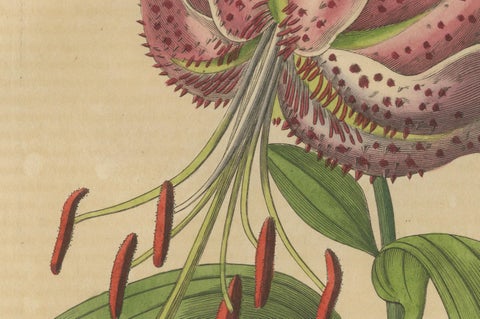 Lilium speciosum (Elegant Lily), Hand-Colored Botanical Engraving, ca.1825, close-up 1