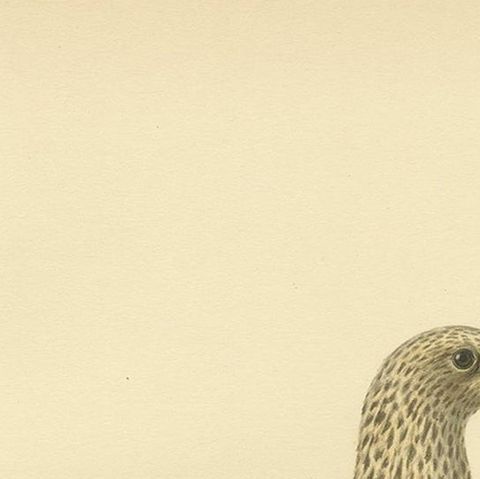 Antique Bird Print of the Lesser Black-Backed Gull by Von Wright, close-up 1