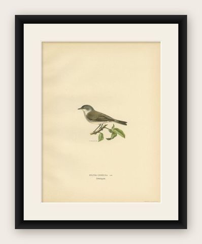Decorative Antique Bird Print of the Lesser Whitethroat, 1927, shown framed