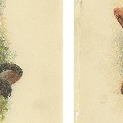 Set of 2 Antique Prints of Langur Monkey Species by Lloyd, circa 1894, close-up 1