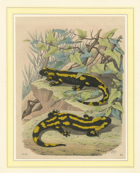 Hand-Colored Lithograph of Fire Salamanders –A Natural History Illustration 1852, close-up 4