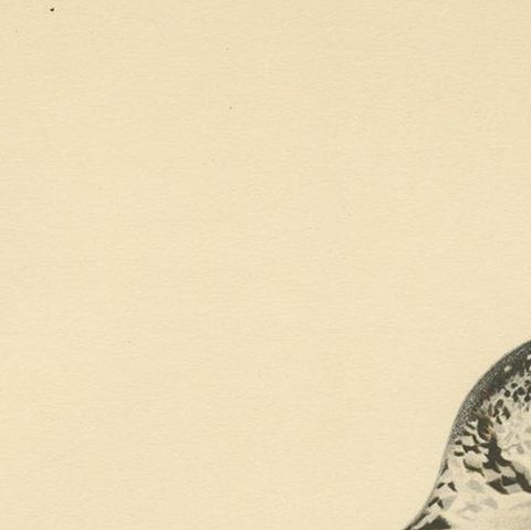 Antique Bird Print of the Black Grouse 'Winter' by Von Wright, 1929, close-up 1