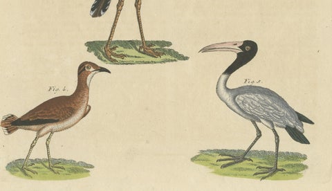 Antique Print of Various Birds Including the Eurasian Curlew, close-up 1