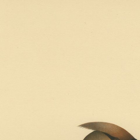 Bohemian Waxwing with Berries, Swedish Bird Lithograph, 1929, close-up 6