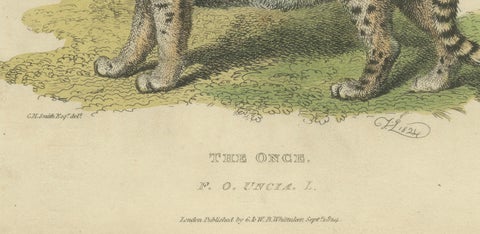 A Hand-Colored Illustration of the Snow Leopard or Once, 1824, close-up 1