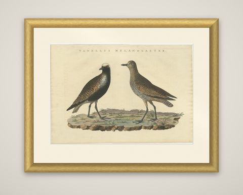 Antique Bird Print of the Grey Plover by Sepp & Nozeman, 1829, shown framed