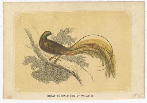 Set of 2 Antique Bird Prints, Bird of Paradise, by Bicknell 'circa 1855', view 3