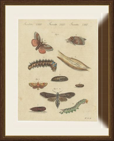 Moth Life Cycles with Caterpillars, Antique Bertuch Print, circa 1815, shown framed