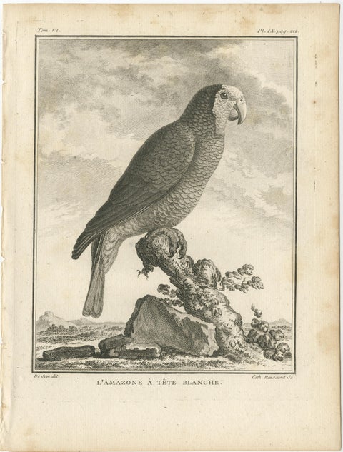 Antique Bird Engraving of a White-Crowned Amazon, view 2