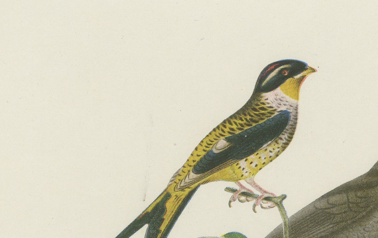 Swallow-Tailed Cotinga and Fruitcrow, Brazilian Bird Print, Descourtilz, 1944, view 3