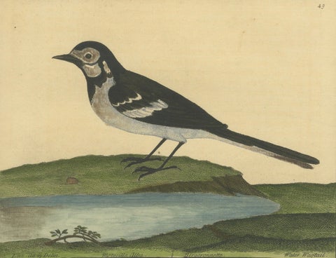 Antique Hand-Colored Engraving of the Water Wagtail by Eleazar Albin, circa 1730, close-up 3
