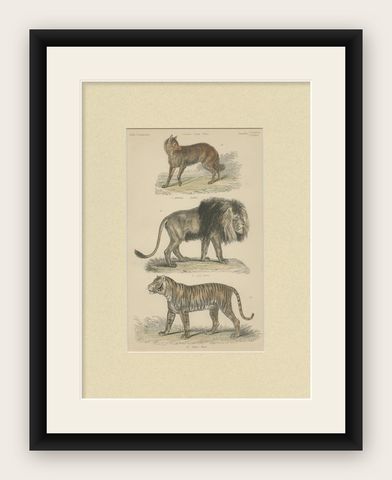Pl. 8 Antique Print of a Jackal, Lion and Tiger by Richardson, circa 1860, shown framed
