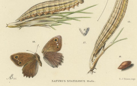 Antique Hand-Colored Satyrus Statilinus Butterfly Pair by Sepp & Brants, 1905, close-up 3