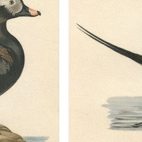 Long-Tailed Duck Pair, 1929 Swedish Ornithology Lithographs, Harelda hyemalis, close-up 2