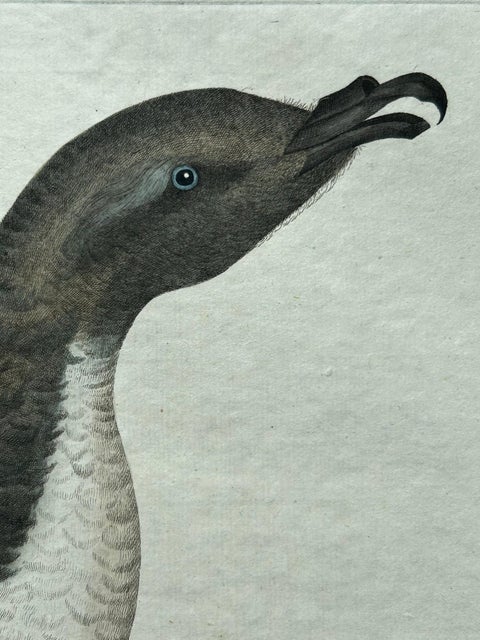 Manx Shearwater, Antique Seabird Engraving by Nozeman & Sepp, 1809, view 4