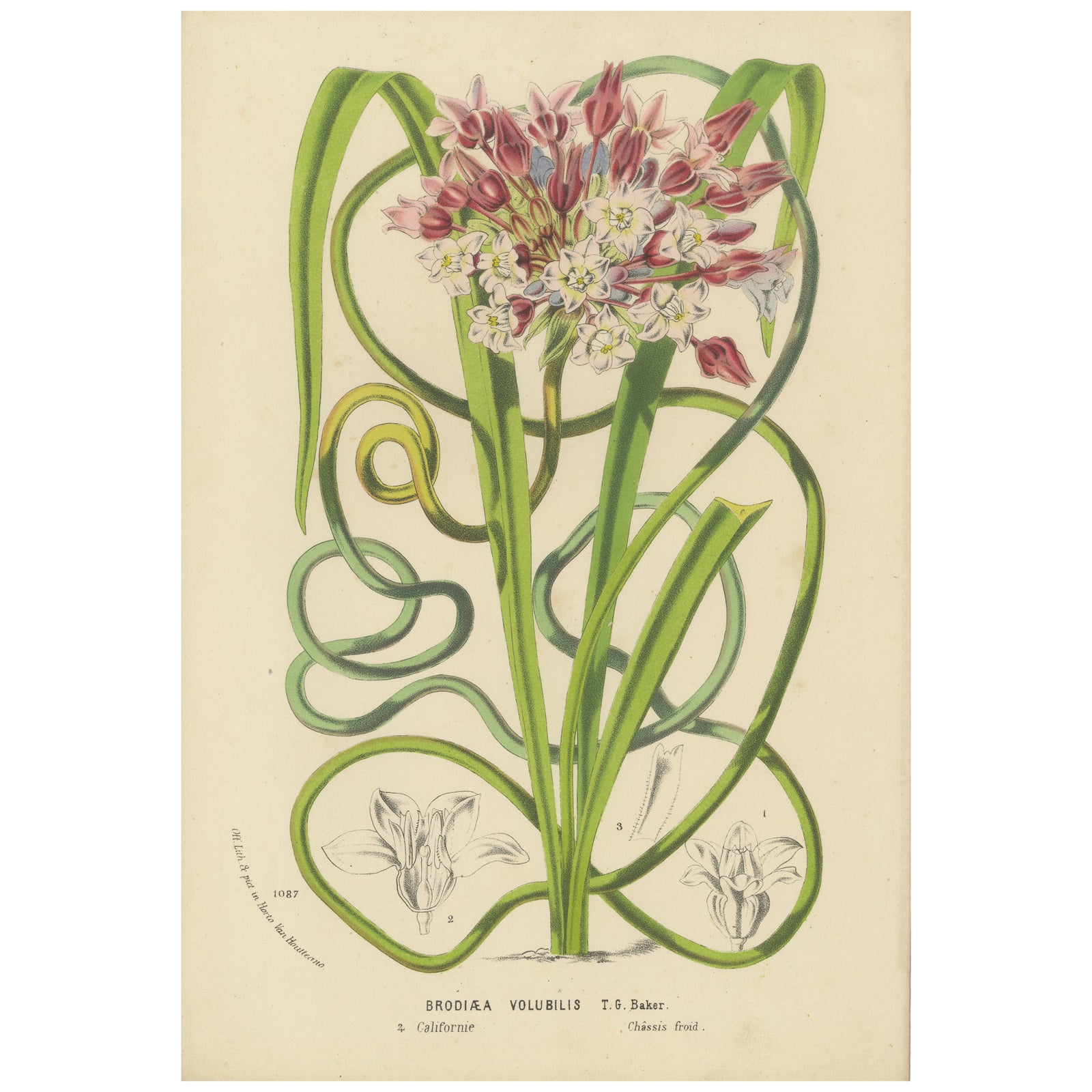 Twining Brodiaea Botanical Illustration by Louis van Houtte, 19th Century