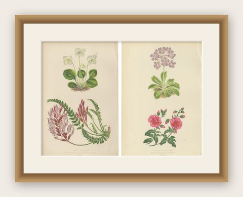 Alpine Botanical Lithograph Pair of Wintergreen and Primrose, 1874, shown framed