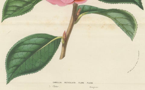 Double Flowering Camellia: Hand-Colored Lithograph from Louis van Houtte, 1855, close-up 1