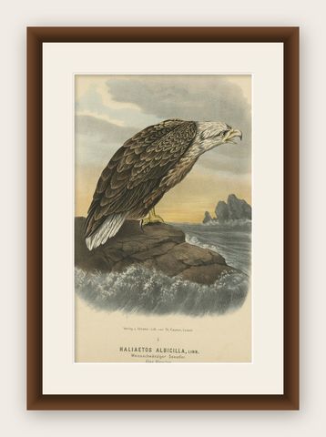 Bird Print of the White-Tailed or Grey or Eurasian Sea Eagle, 1894, shown framed