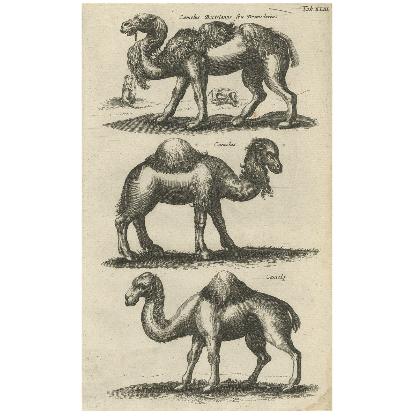 Original Antique Engraving of a Camel and Dromedary, 1657