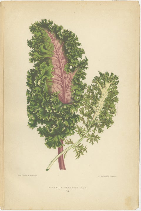 Contrasts in Nature: Pelargonium and Brassica - Botanical Art from 1880, view 3