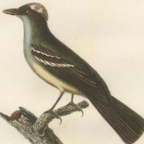 White-Crested Flycatcher - 'Le Moucherolle à huppe blanche' Ornithological Art, close-up 3