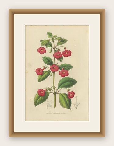 Red Achimenes Flower Botanical Lithograph, Charles Morren, 1845, shown framed