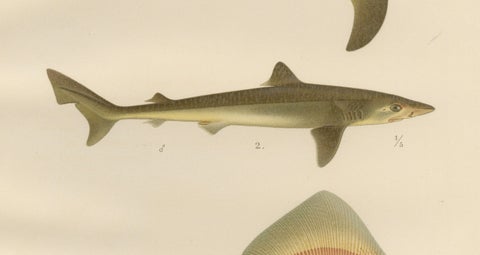 Rare Lithograph of Sharks and Skate from Pisces Scandinaviae Collection, 1895, close-up 4
