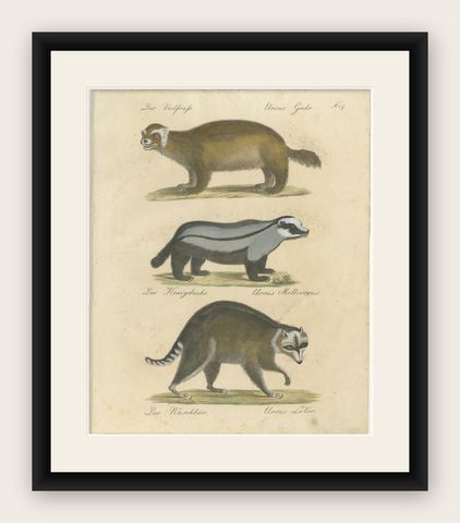 Raccoon, Honey Badger & Wolverine, Brodtmann Lithograph, 1816, shown framed