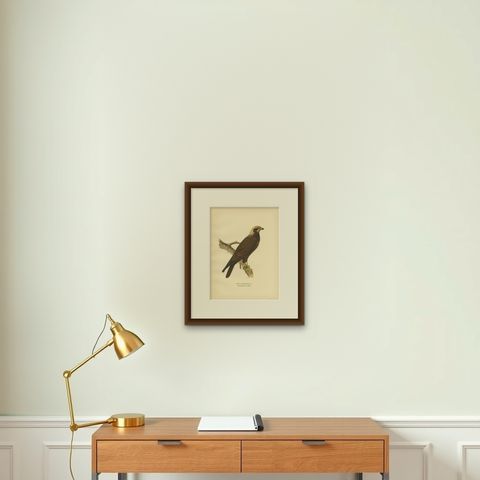 Original Antique Bird Print of the Western Marsh Harrier, 1929, shown framed on a wall