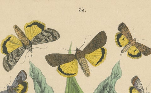 Owl Moths: Lover's Knot and Heart and Dart Lithograph by Kirby, 1882, close-up 4