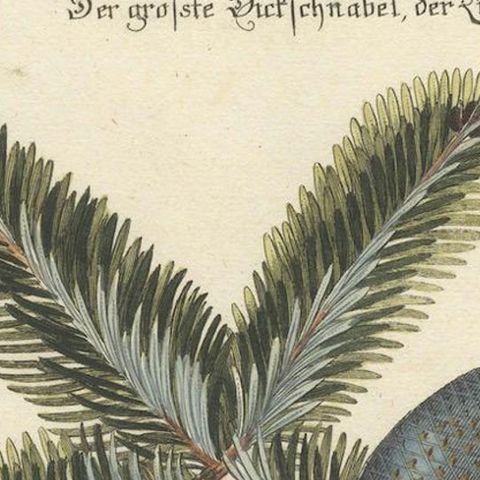 Hand-Colored Engraving of the Great Red Finch by Johann Michael Seligmann, 1770, close-up 6