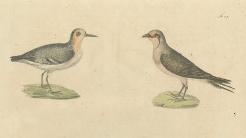 Shorebirds, Jacana & Water Rail Pair, Brodtmann Hand-Colored Lithographs, 1816, close-up 1