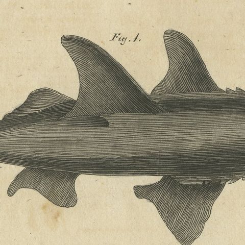 Hammerhead Shark with Pipefish and Sea Moths, Antique Bertuch Print, circa 1820, close-up 3